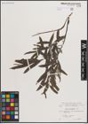 Foto von Salix eleagnos Scop.